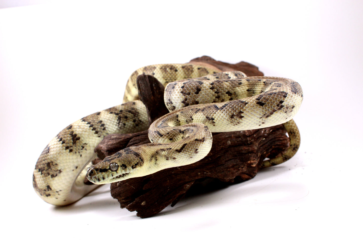 Jaguar Carpet Python poss. Hypo