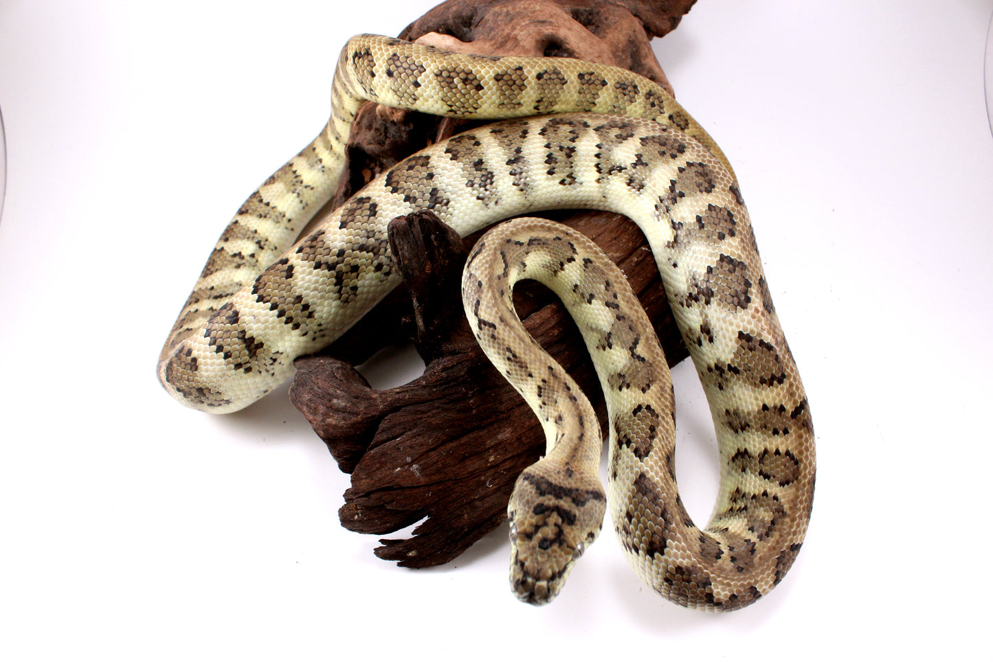 Jaguar Carpet Python poss. Hypo