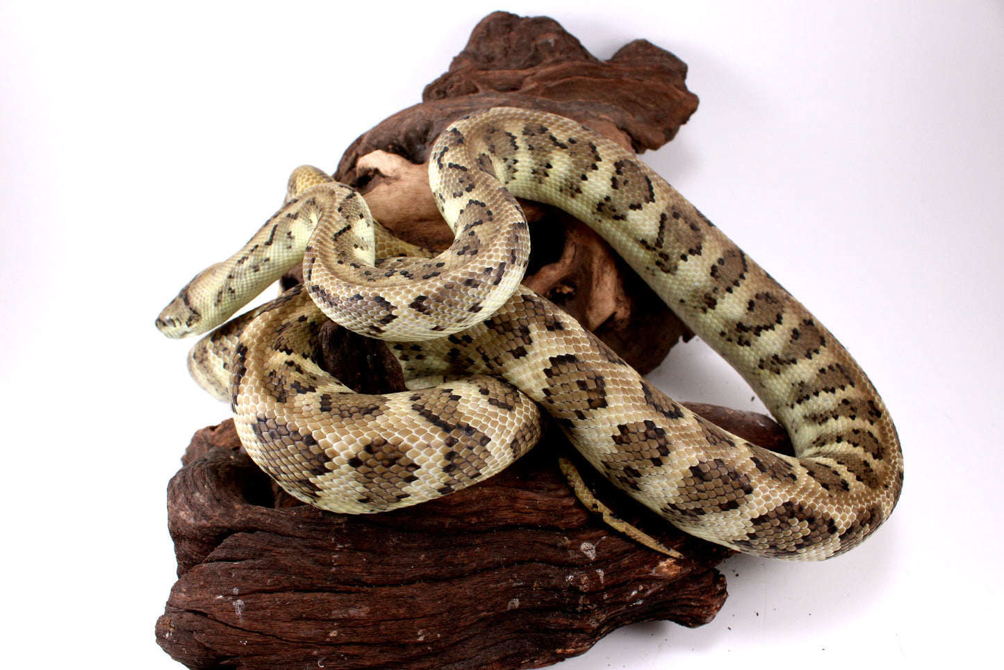 Jaguar Carpet Python poss. Hypo