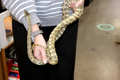 Jaguar Carpet Python poss. Hypo