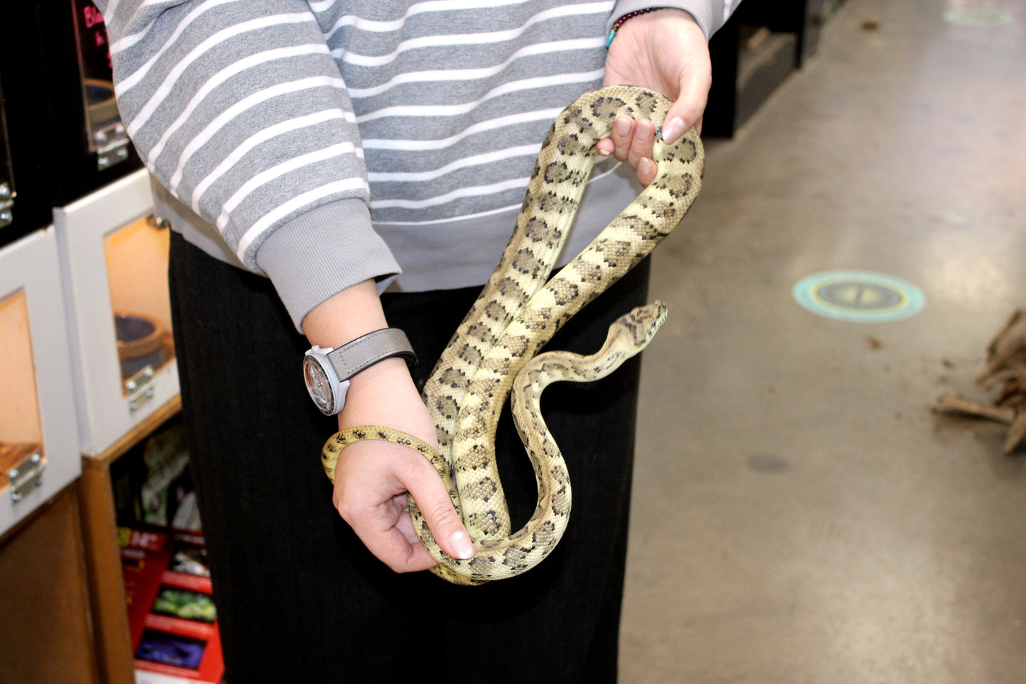 Jaguar Carpet Python poss. Hypo