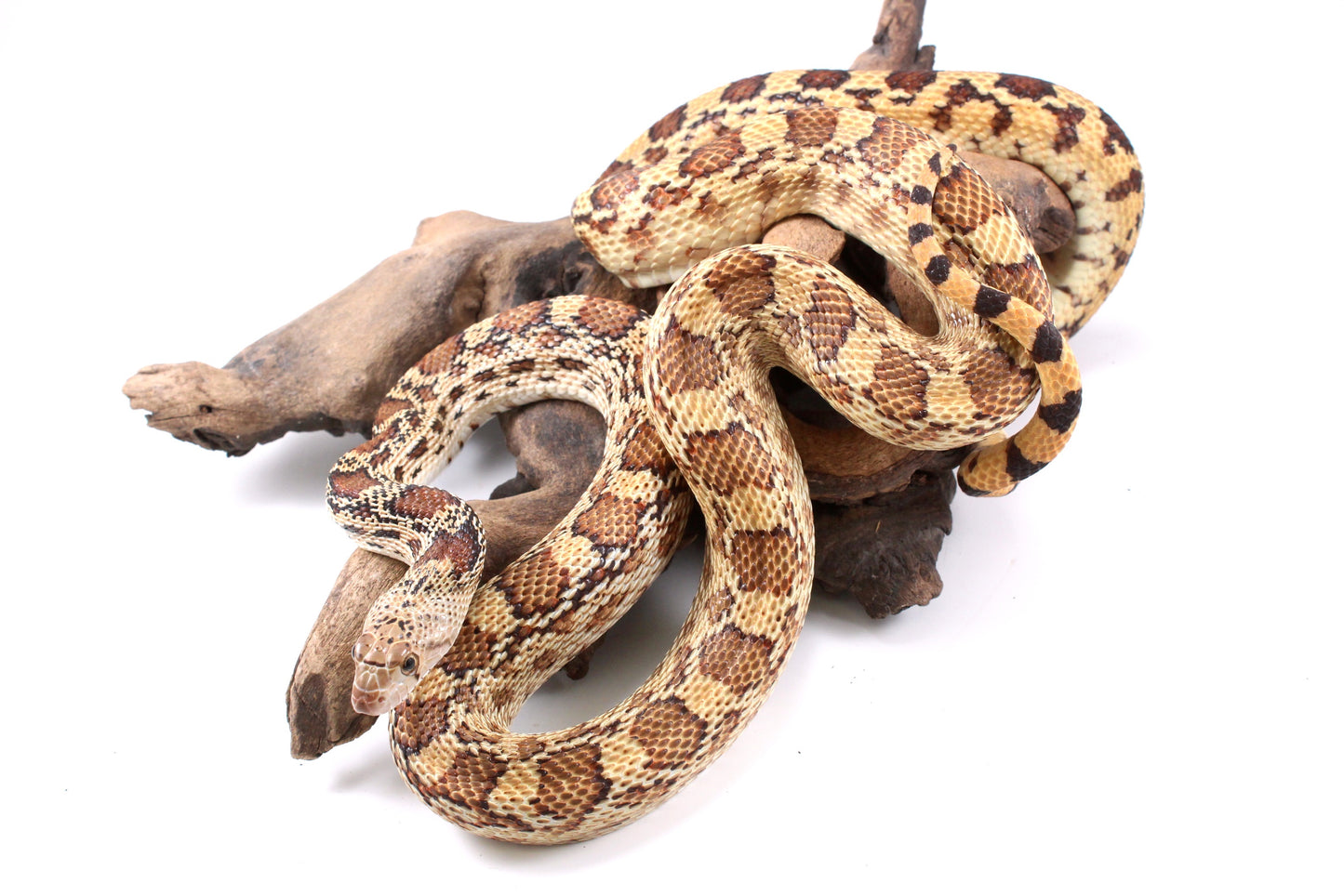 Sonoran Gopher Snake