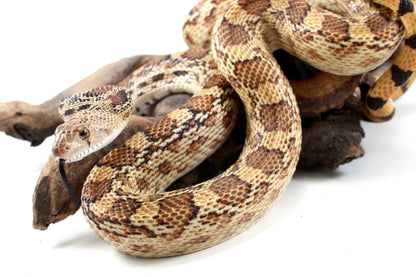 Sonoran Gopher Snake