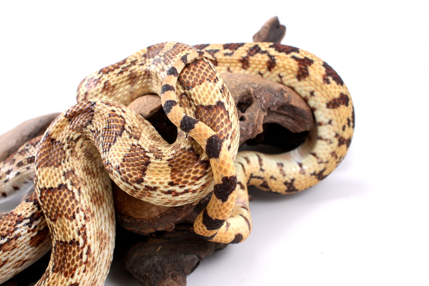 Sonoran Gopher Snake