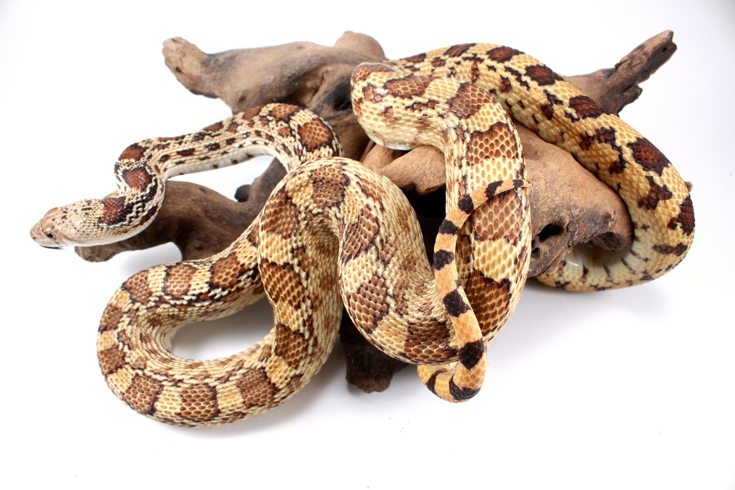 Sonoran Gopher Snake