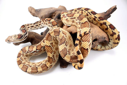 Sonoran Gopher Snake