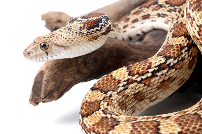 Sonoran Gopher Snake
