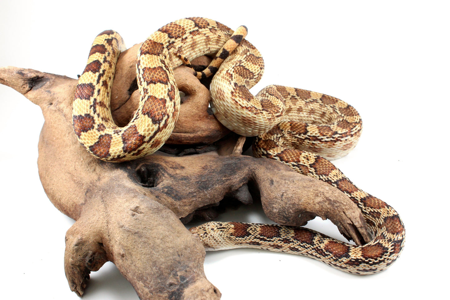 Sonoran Gopher Snake