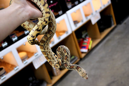 Sonoran Gopher Snake