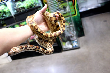 Sonoran Gopher Snake