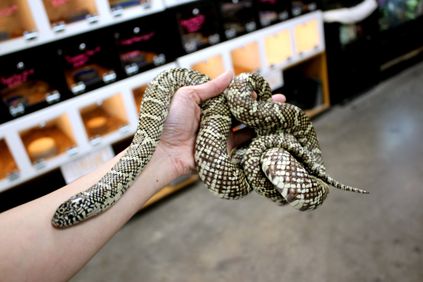 Florida Kingsnake