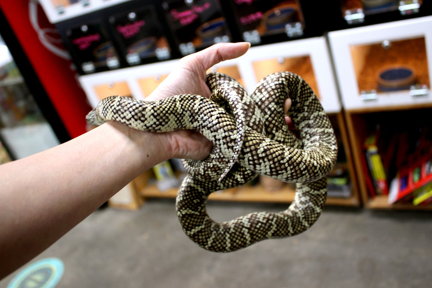 Florida Kingsnake
