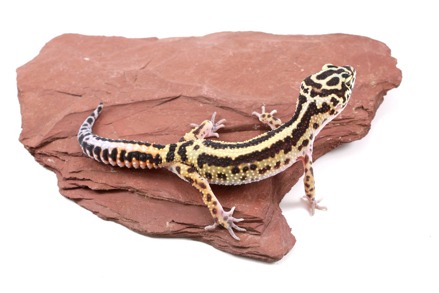 Extreme Bold Stripe Leopard Gecko