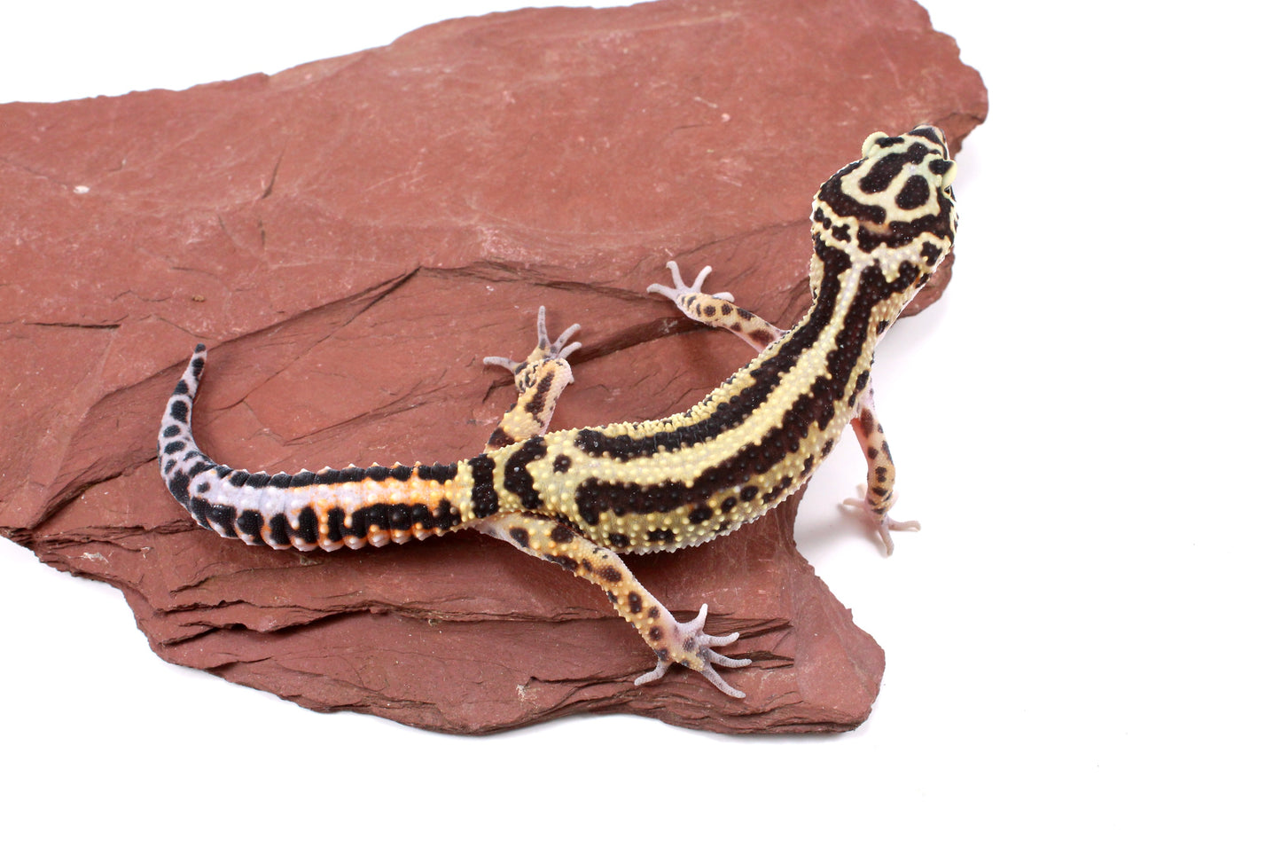 Extreme Bold Stripe Leopard Gecko