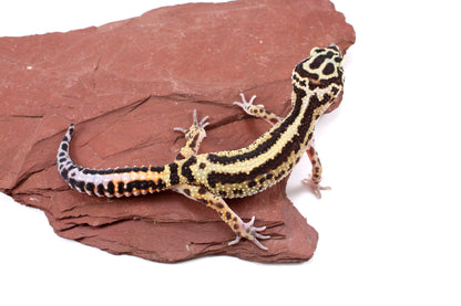 Extreme Bold Stripe Leopard Gecko