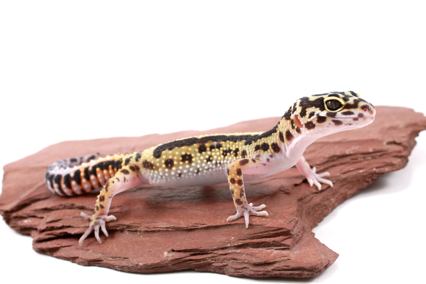 Extreme Bold Stripe Leopard Gecko