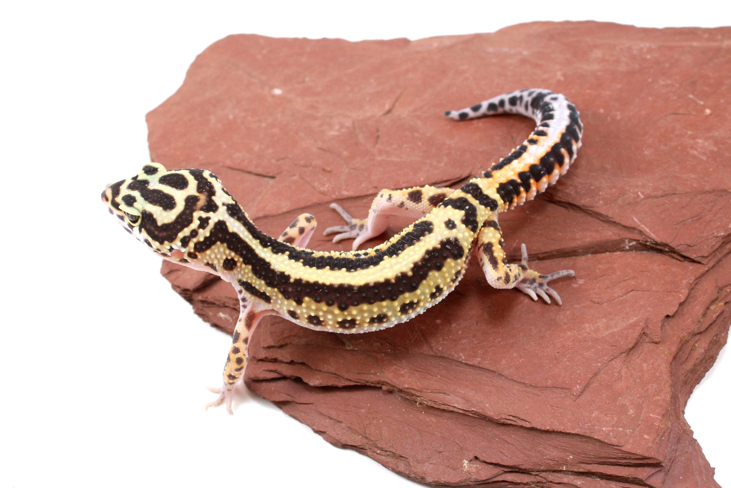 Extreme Bold Stripe Leopard Gecko