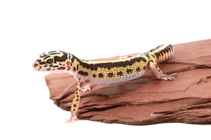 Extreme Bold Stripe Leopard Gecko