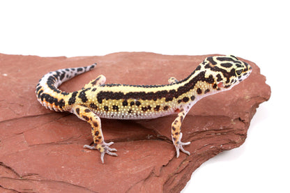 Extreme Bold Stripe Leopard Gecko