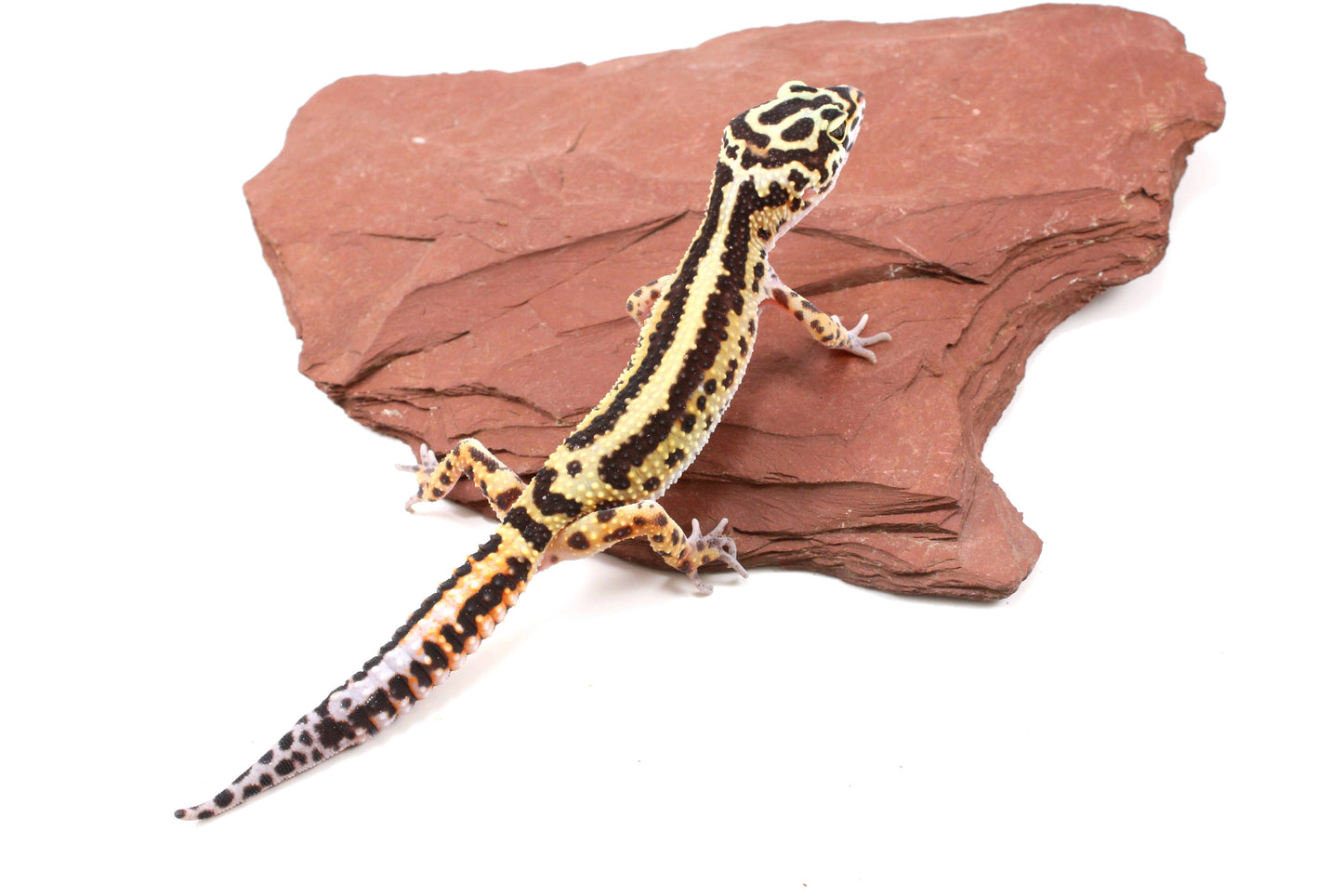 Extreme Bold Stripe Leopard Gecko