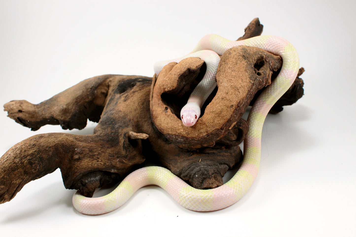Honduran Milksnake - Snow p. Pearl