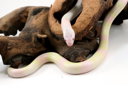 Honduran Milksnake - Snow p. Pearl