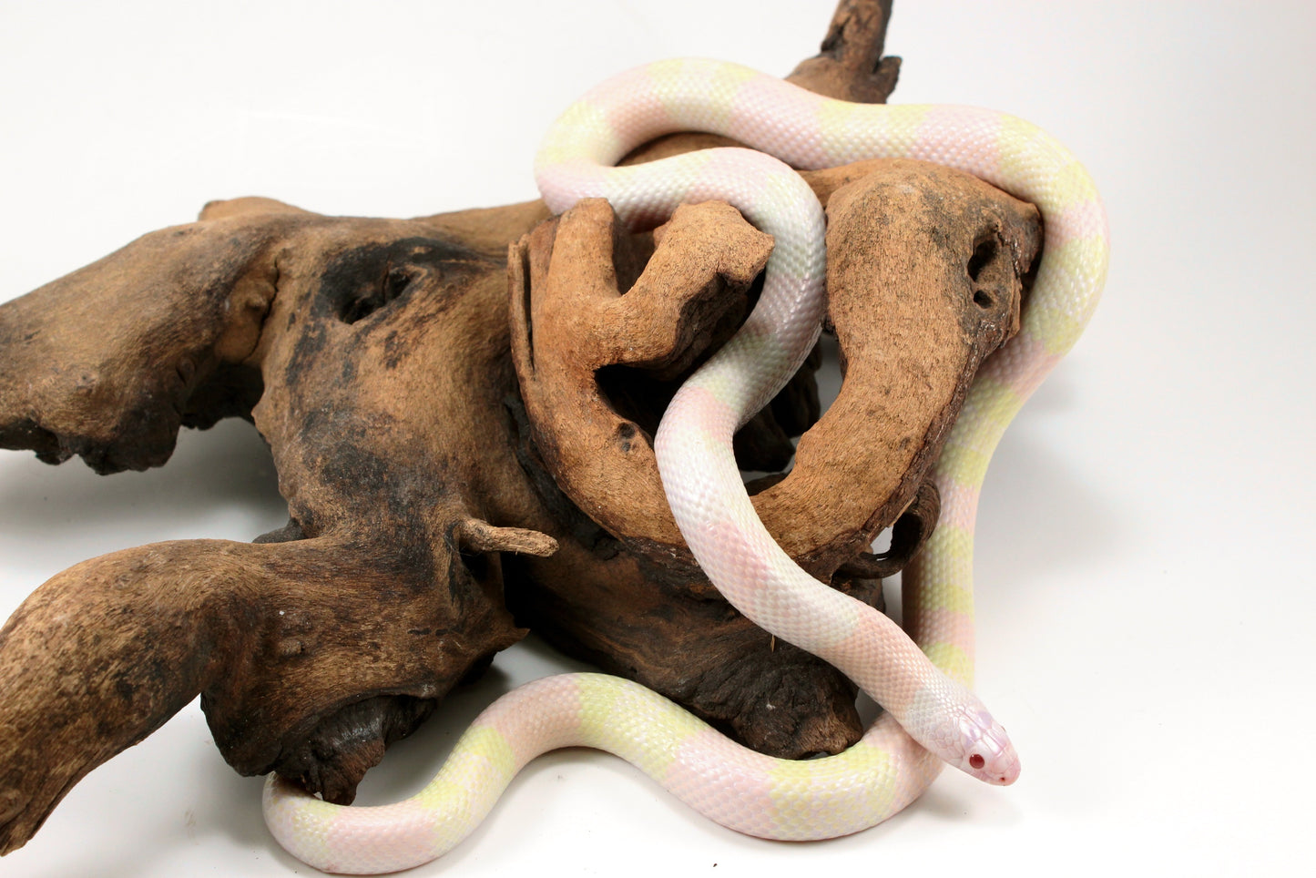Honduran Milksnake - Snow p. Pearl