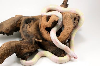 Honduran Milksnake - Snow p. Pearl