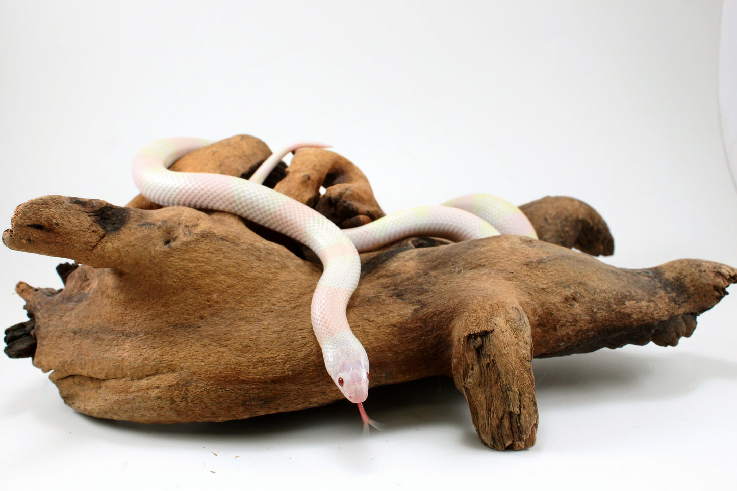 Honduran Milksnake - Snow p. Pearl