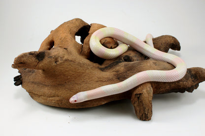 Honduran Milksnake - Snow p. Pearl