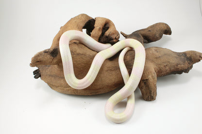 Honduran Milksnake - Snow p. Pearl