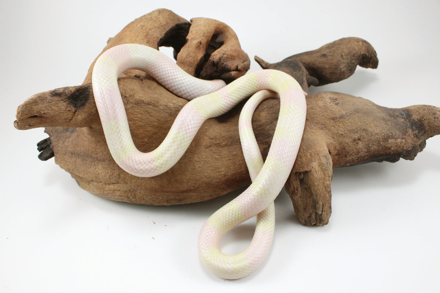 Honduran Milksnake - Snow p. Pearl