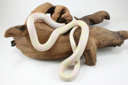 Honduran Milksnake - Snow p. Pearl