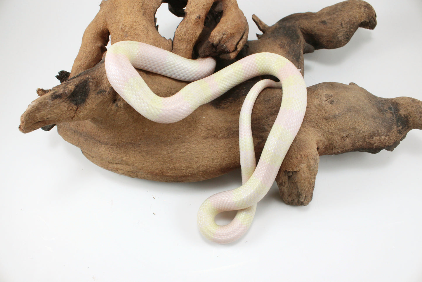 Honduran Milksnake - Snow p. Pearl