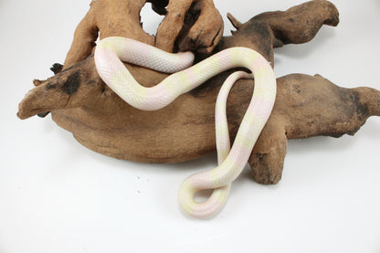 Honduran Milksnake - Snow p. Pearl