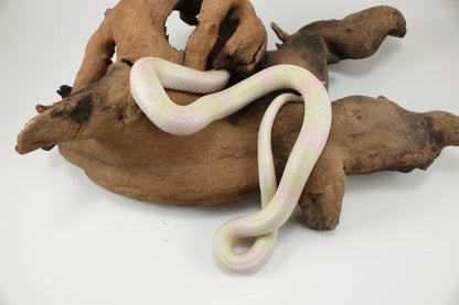 Honduran Milksnake - Snow p. Pearl