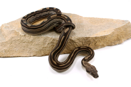 Motley Colombian Boa
