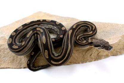 Motley Colombian Boa