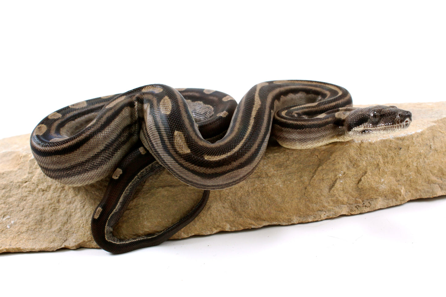 Motley Colombian Boa