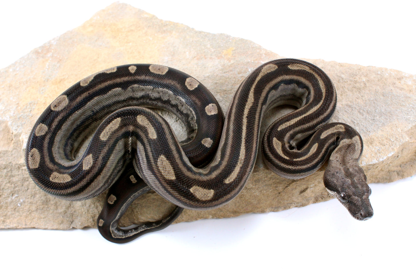 Motley Colombian Boa