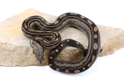 Motley Colombian Boa