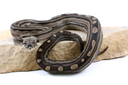 Motley Colombian Boa