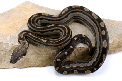 Motley Colombian Boa