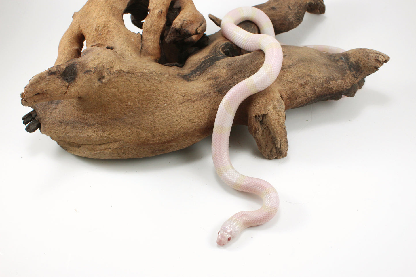 Honduran Milksnake - Snow p. Pearl
