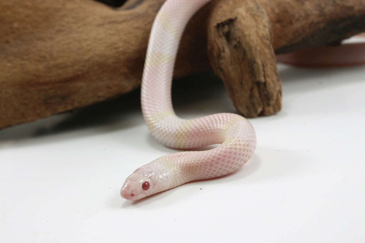 Honduran Milksnake - Snow p. Pearl