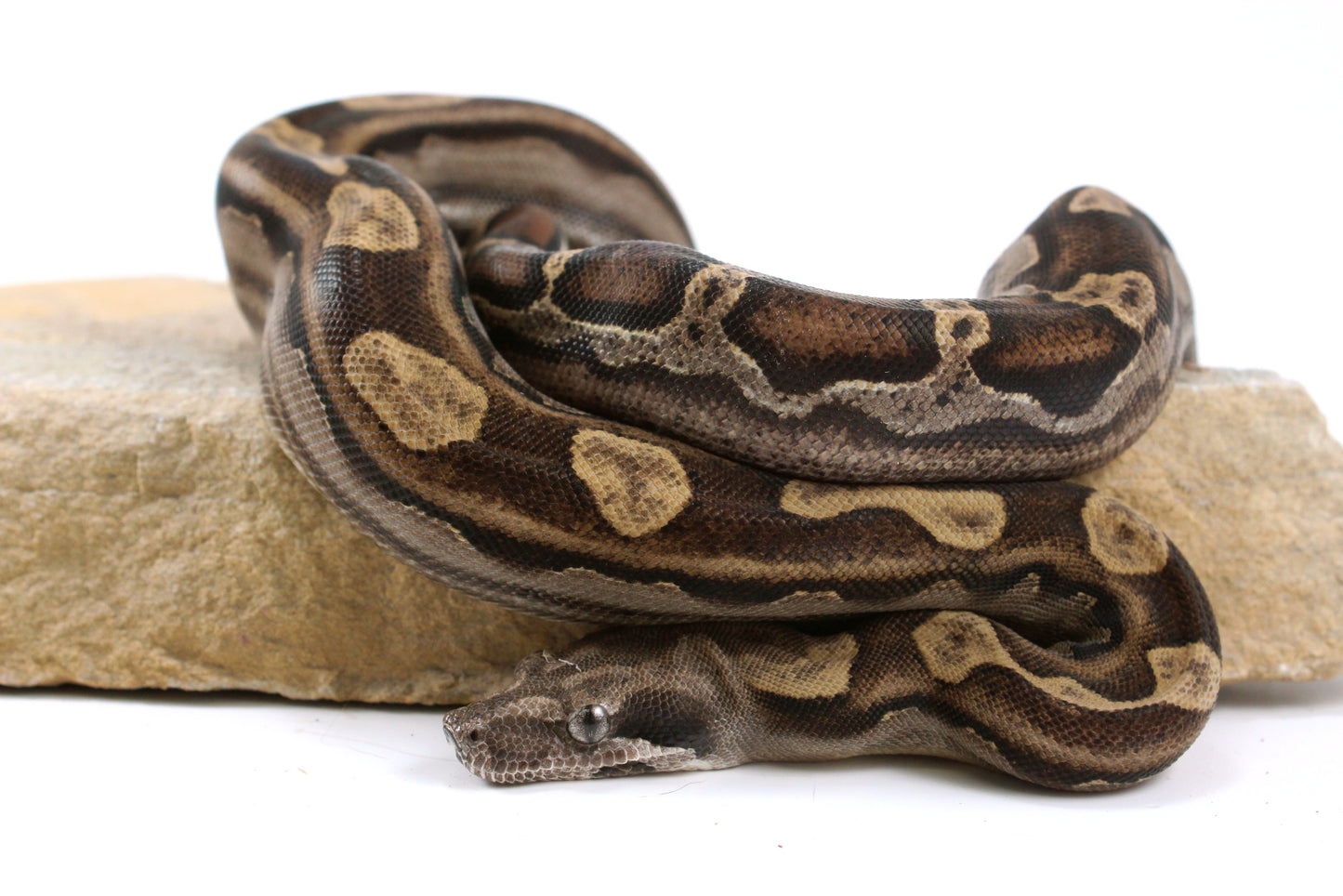 Motley Colombian Boa