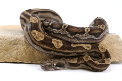 Motley Colombian Boa