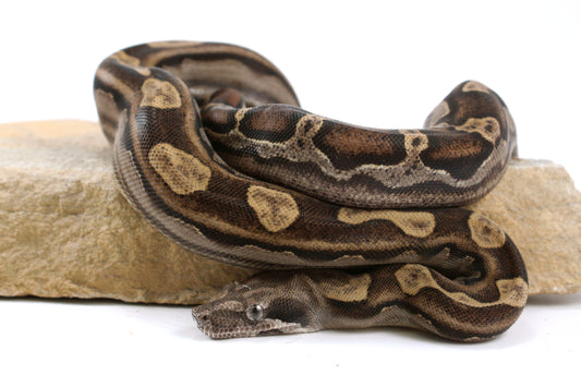 Motley Colombian Boa