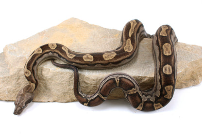 Motley Colombian Boa