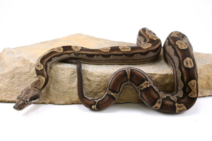 Motley Colombian Boa